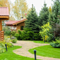 Coniferous trees in the landscaping of the countryside