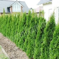 Thuja التحوط بدلا من سياج رأس المال