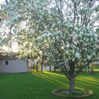 Blossoming pear in the middle of an English lawn