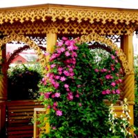 Decoration of a summerhouse with flowering loaches