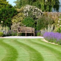 Purple flowering perennials along the edges of a striped lawn