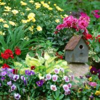 Birdhouse on a stone between hosts and violets