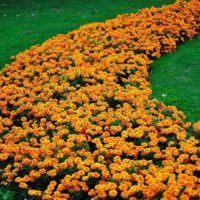 Hiasan hiasan dengan Orange Marigolds