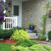 Conifers in the design of the front zone of the garden