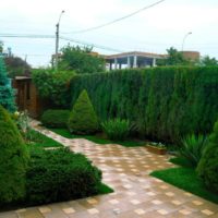 Coniferous garden on a personal plot