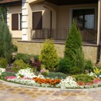 Ephedra and flowers in the flowerbed in front of the front door