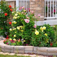 Yellow roses in the flowerbed of a private garden