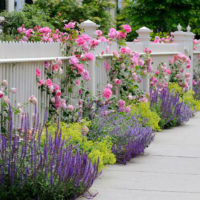 White fence and lilac flowers in a summer cottage