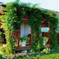 Porch of a private house with climbing plants