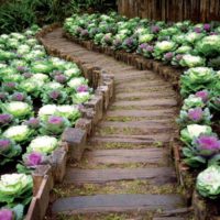 Wooden walkway between garden beds