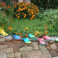 Orange marigolds in old galoshes