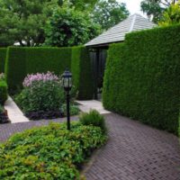 Landscaping hedge