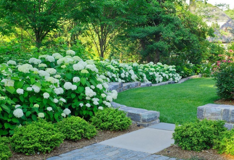 Hydrangea bergaya dengan tunas putih di kampung musim panas