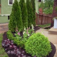 Pyramidal and spherical arborvitae in the decoration of a private site