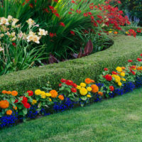 Shrub border and fresh flowers