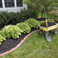 Chic hosts in the garden flowerbed