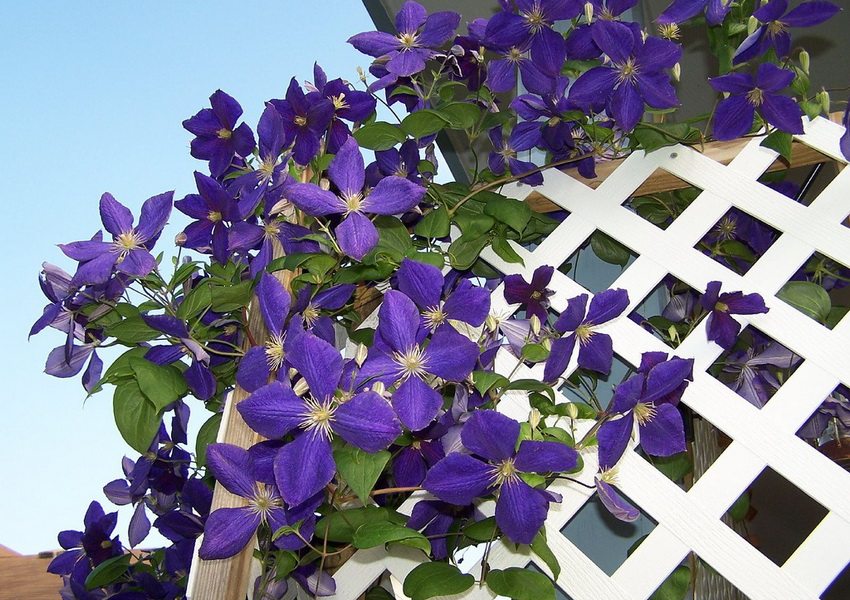 Bunga clematis ungu besar pada kekisi putih pergola taman