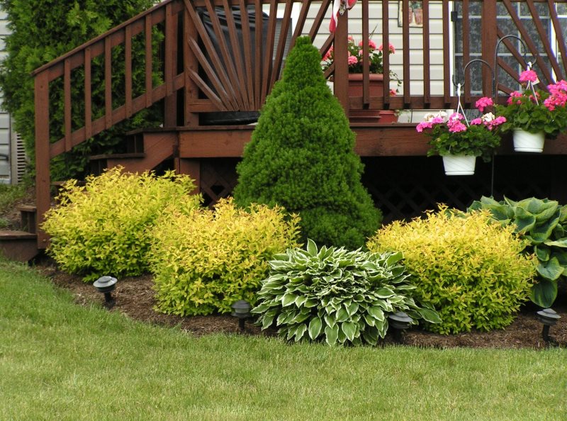 Shrubbery in front of the terrace of a country house