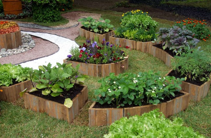 Neat vegetable beds from boards in the landscaping of a small garden