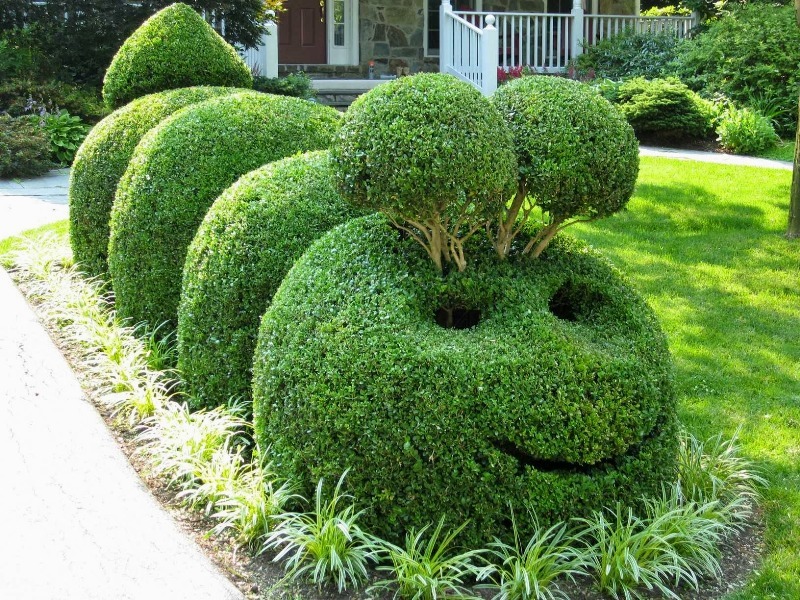 Contoh pokok semak topiary di taman sebuah kampung musim panas