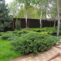 Cossack juniper in the garden of a country house