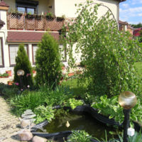 Birch and thuja near a summer pond