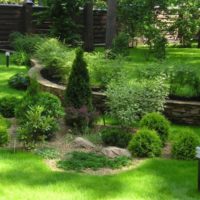 Mixborder of conifers in front of a wall of natural stone