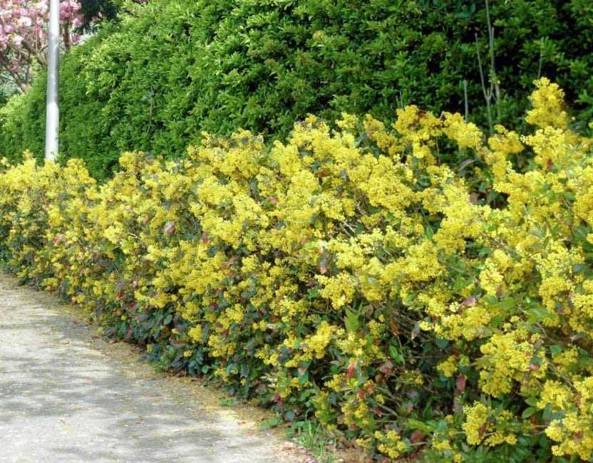 دائمة الخضرة ماجونيا Hedgerow