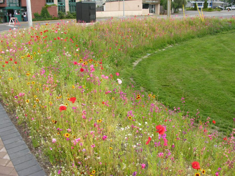 Colorful Moorish lawn along the garden path