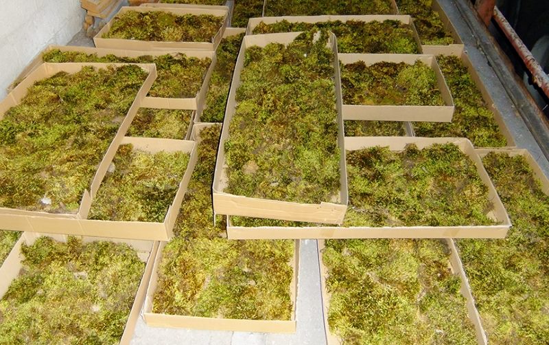 Drying natural moss for use in interior decoration