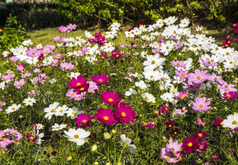 Wildflowers in the design of the suburban area