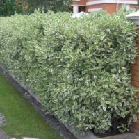 Sod hedges along the garden