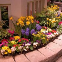 Flowerbed مع الزهور المعمرة