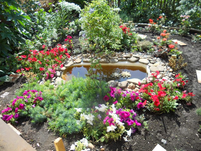 Pond from an old cast-iron bathtub do it yourself