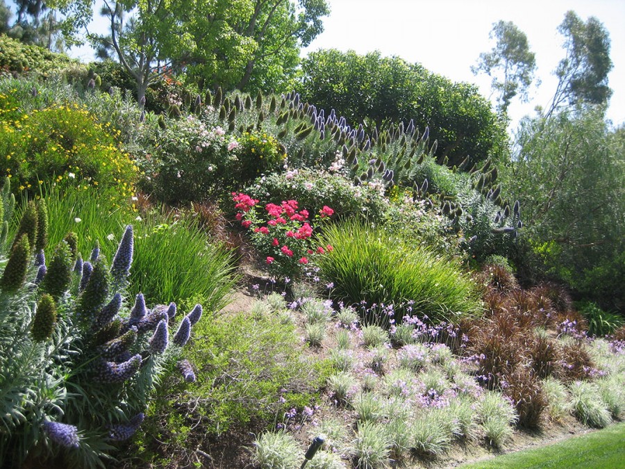 Strengthening the slope of the summer cottage with shrubs