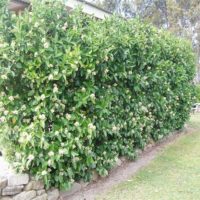 Landscaping hedge