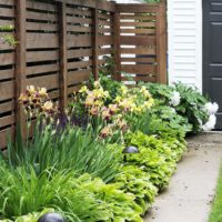 Mixborder with hosts along a wooden fence