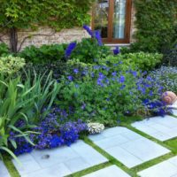 Blue flowers in the flowerbed of a summer cottage