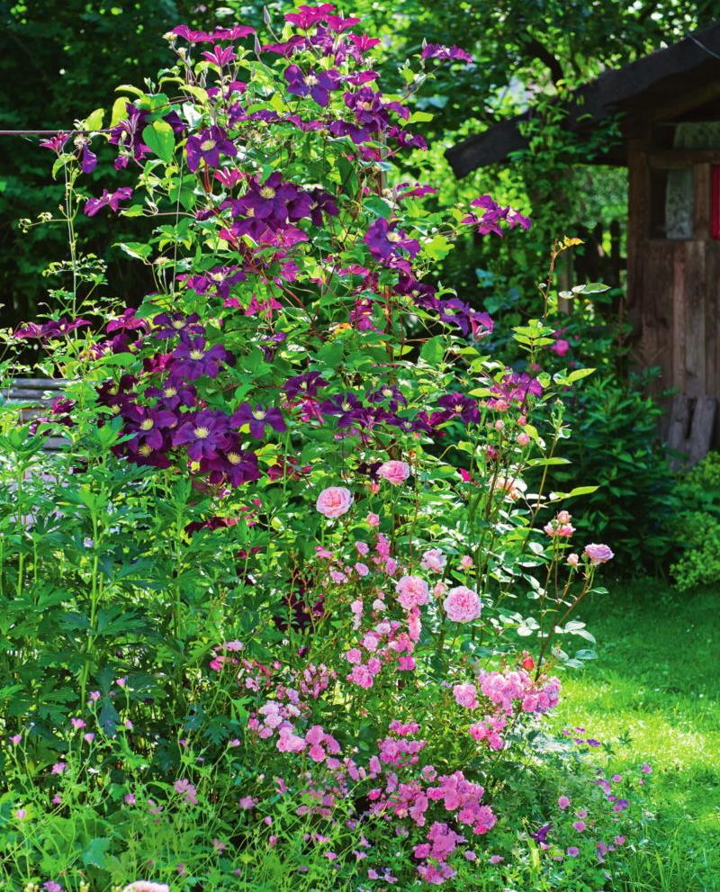 Creating a volume perspective in a small garden with vertical gardening