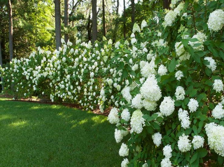 The design of the boundaries of the suburban area using flowering hedges