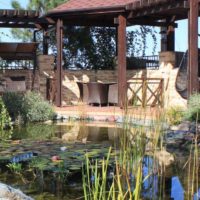 Aquatic plants in a garden pond