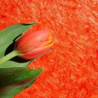 Tulip bunga pada latar belakang kertas dinding cecair merah