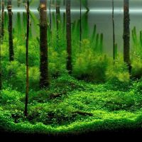 Moss decoration of the bottom of the aquarium