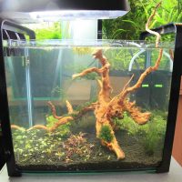 Tree roots in aquarium decoration