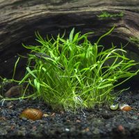 Small algae under the old snag