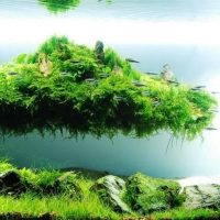 Floating island of green moss