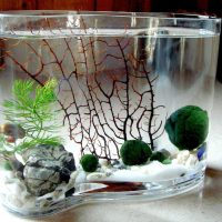 Small decorative aquarium