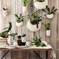 Wall with living plants in white flower pots