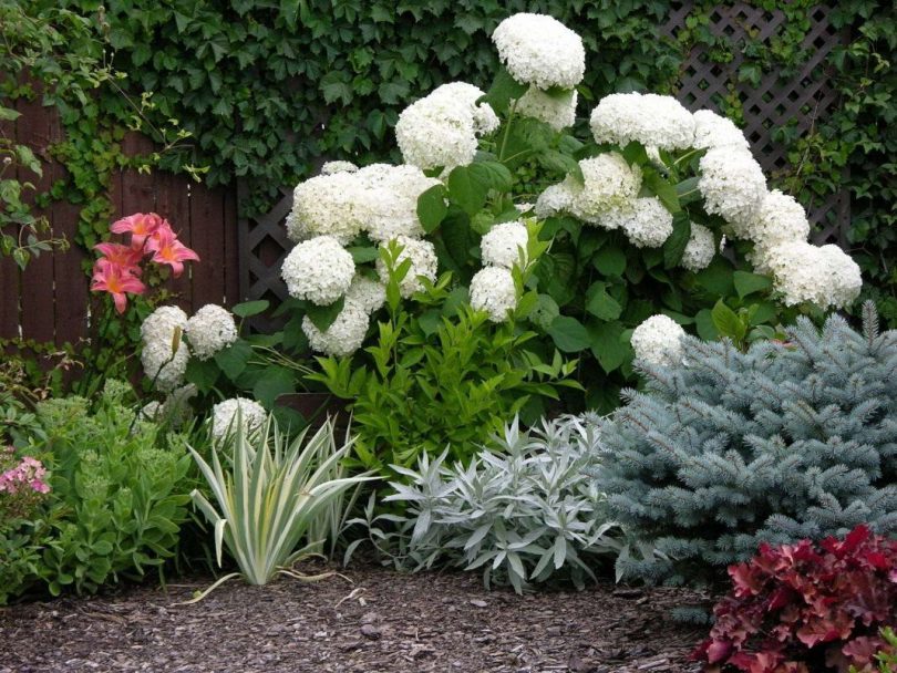 White panicle hydrangea bush with white flowers