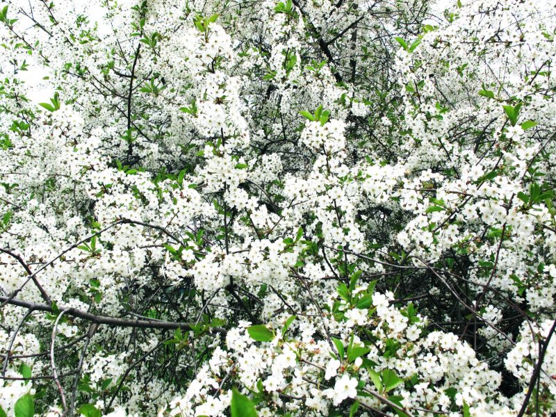 Flowering garden cherries in a summer cottage